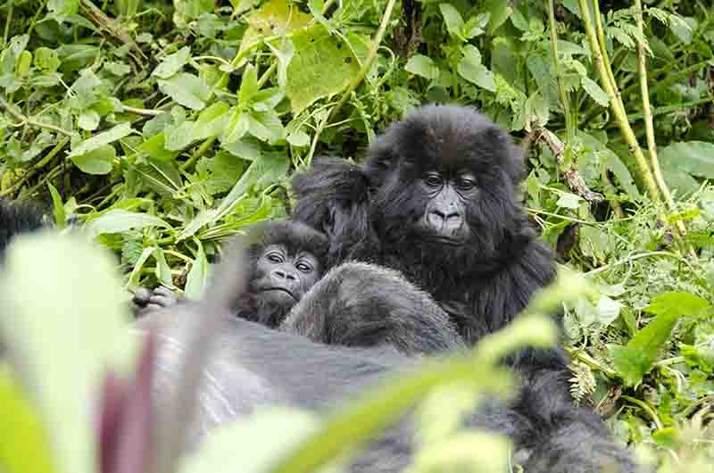 06 - Gorilas jovenes - selva de Virunga - parque nacional de los volcanes - Ruanda